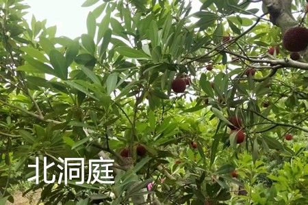 东山乌紫杨梅品种图片